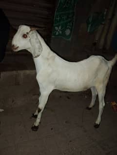 2 Daant khas'si bakra for qurbani