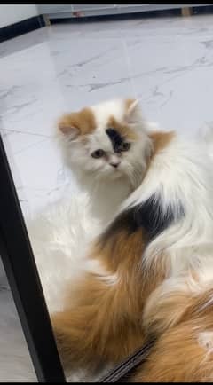 Doll face female cat.