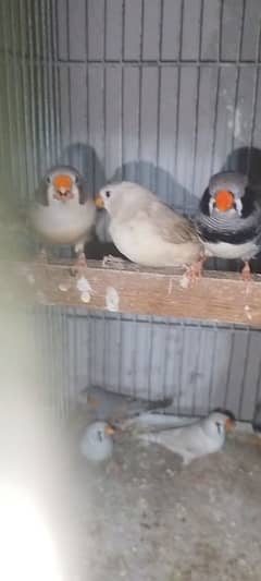 finches