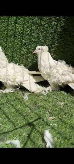 fril Back breeder pair
