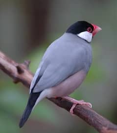 Java Birds offer sale