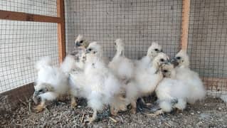 silkie Chicks white silkie