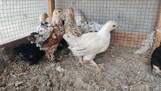 silkie