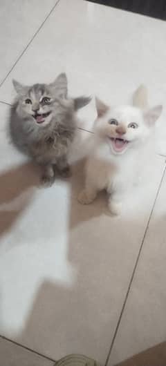 parsian cat pair