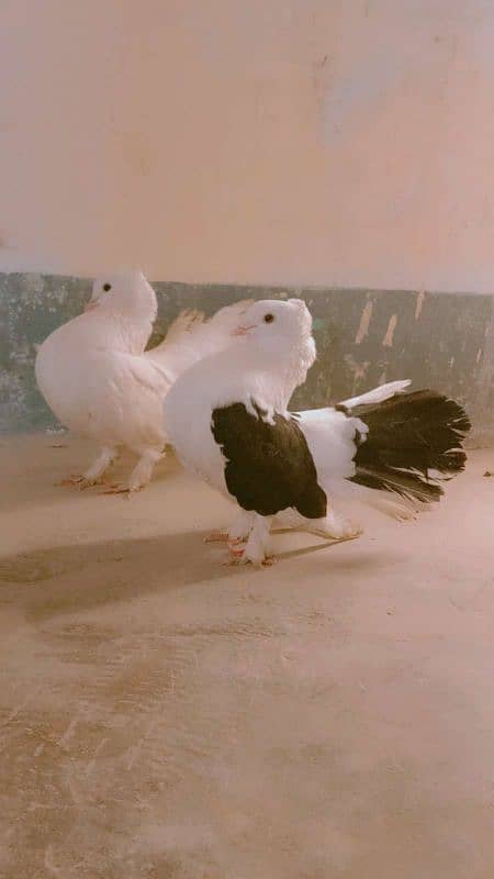 green paid ringneck and laka pegions 10