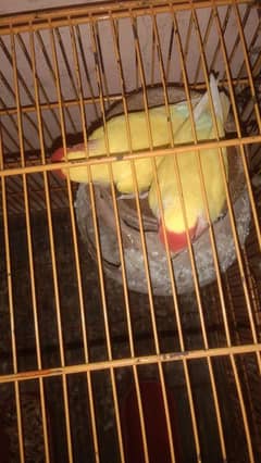 lutino red eyes 4 piece