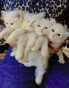 kiten