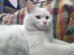 Turkish cats male with White colour