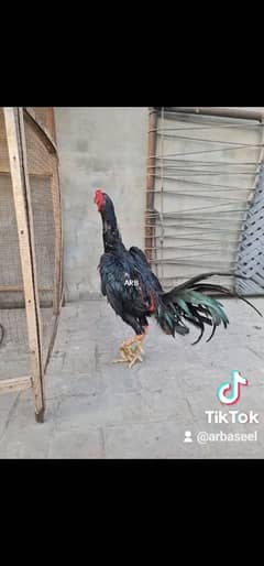 pakoya bannut