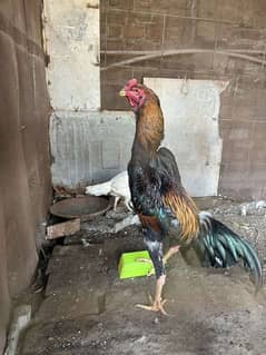 Japanese Shamo Chicks