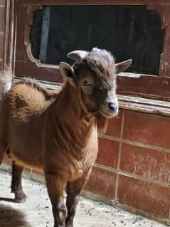 Nigerian dwarf goat