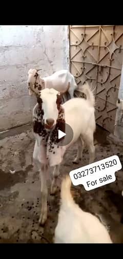 10 bakra ha khubsurat white bakra ha