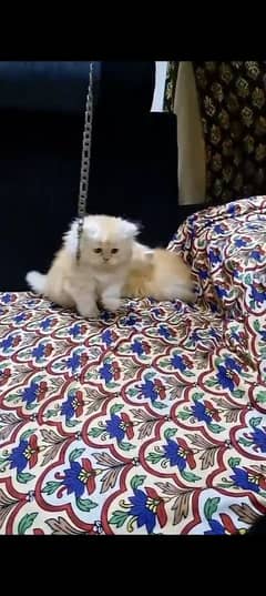 cats available