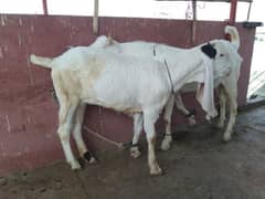 gulabi