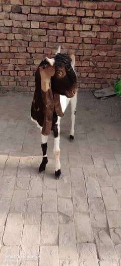 Bakra 2 dant