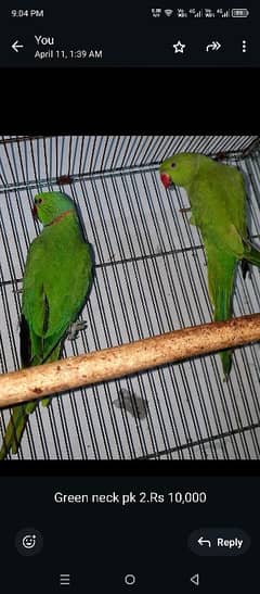 urgent sale for female parrot