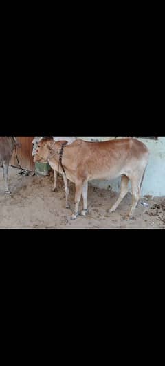 cows for sale