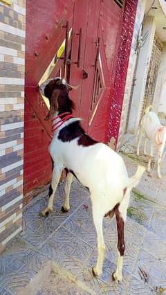 Bakray for sale