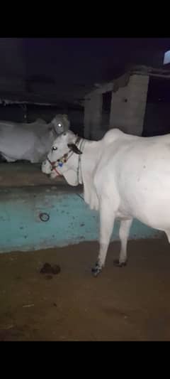Bachri for sell