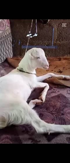 Gulabi Teddy Male(breeder quality) and teddy female (gabban)