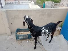 doundi path sale for qurbani