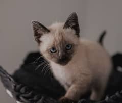 Cat for sale