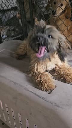Shihzu females available for new home