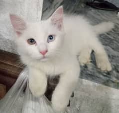 Persian male kitten