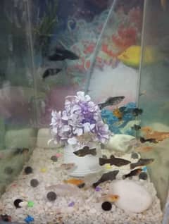 The peaceful beauty of Molly Fish