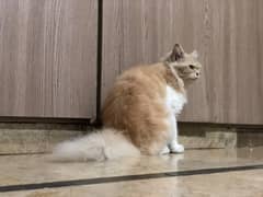 Persian female cat