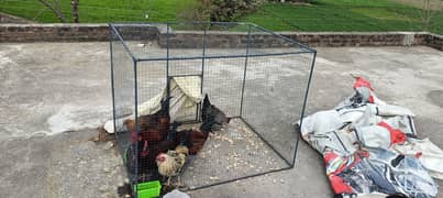 Iron Cage  Hen Murgi pinjra Parrot For 10 hens rabits 4x5x4
