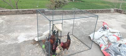 pinjra Parrot For 10 hens rabits 4x5x4 Iron Cage Hen Murgi