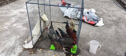 Best Iron Cage Hen Murgi pinjra Parrot For 10 hens rabits 4x5x4