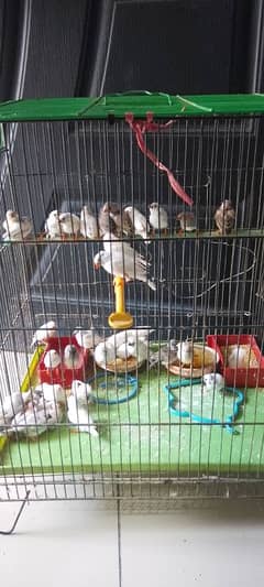 finches
