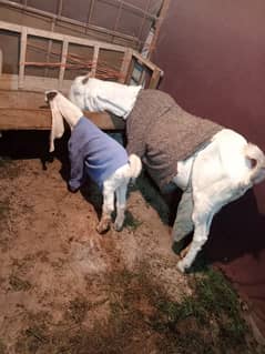 bakri