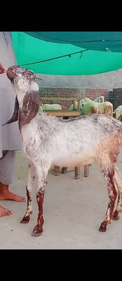 makhi chena Bakra