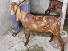 Bakra for sale