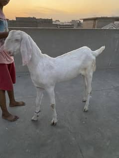 rajanpuri gulabi