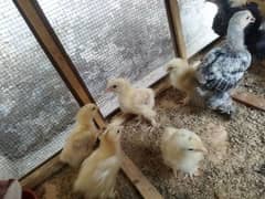 Heavy Buff Chicks Available in Different Ages