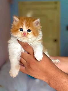 Persian kittens looking for new home