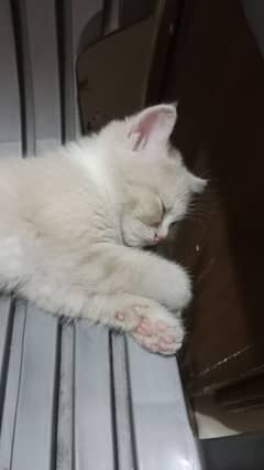 British kitten
