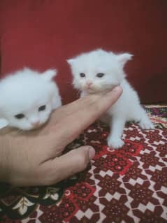 Persian cat baby full active coplue home/ breed Blue eyes say masallah