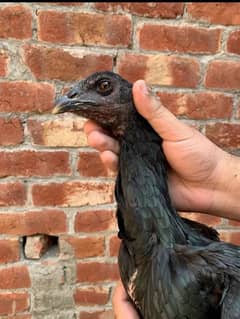 thai black leg and eye hen available delivery