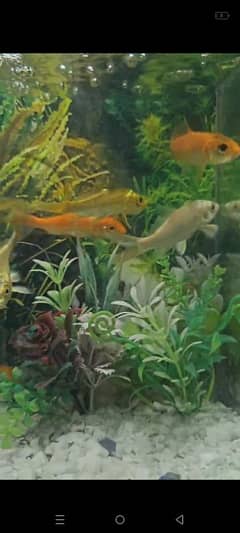 Koi fish