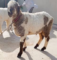 dumba for sale