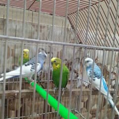 2 pair Australian parrots