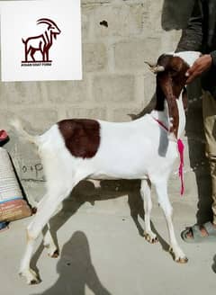 Ayan Goat Form