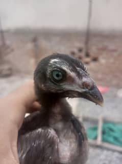 one month old thi chick aseel