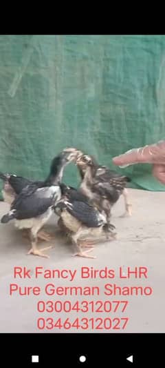 Pure German Shamo chicks