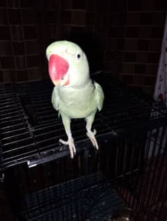 Hand Tame Kashmiri Female Parrot Sale